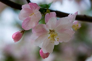 Xbox series矿物迷彩手柄10月11日发货 售价499元